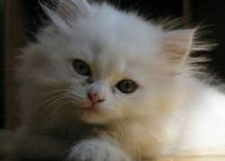 Rare hazel eyes Triple coat Persian kitten(03335762160)