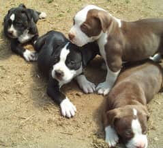 XL Size Pitbull Liter Available For Sale (Non Pedigree)