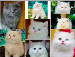 Grey and white Persian kittens