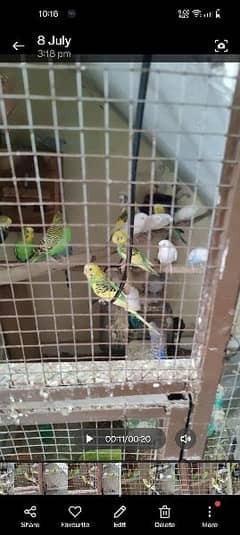 Australian parrot for sale