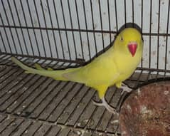 yellow breeder Female