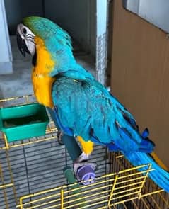 blue macaw parrot Chicks for sale WhatsApp contact 03270410950