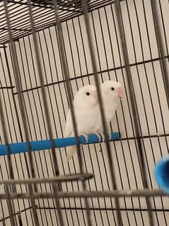 Albino black eye confirm split ino breeder pair/lutino chicks/hogoromo