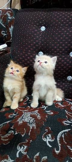 Russian cat pair for sale each price is 9000