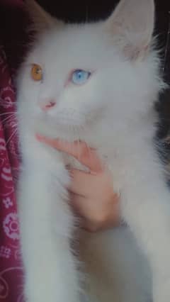 Double coated persian kitten for sale