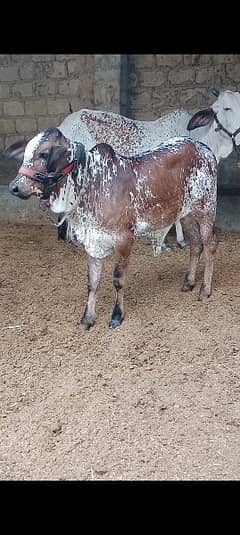 I am selling pure cholistani cow and kids female