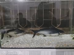 blue line shark pangasius live fish zinda machli