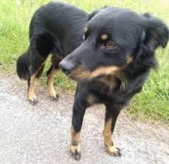 English border collie dog for exchange