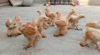 2 month Golden Buff Chicks for sale