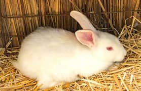 Rabbit babies pair for sale best quality Red eyes pure white