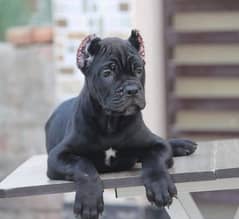 ITLAIAN CANE CARSO PUPPY AVAILABLE FOR SALE