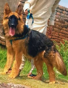 German Shepherd dog black mass triple code male 8 month