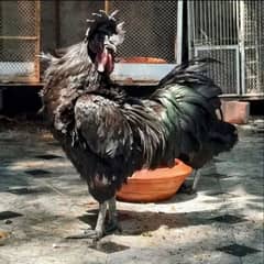 Ayam Cemani Black Tongue