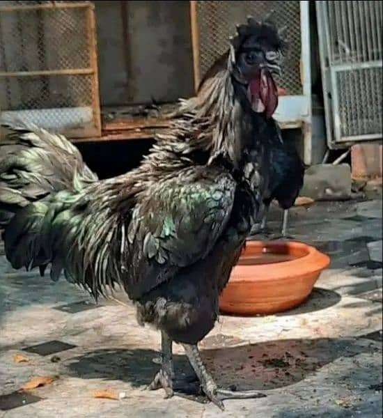 Ayam Cemani Black Tongue 1