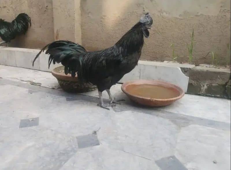 Ayam Cemani Black Tongue 2