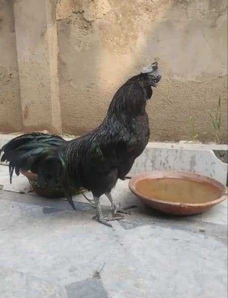 Ayam Cemani Black Tongue 3