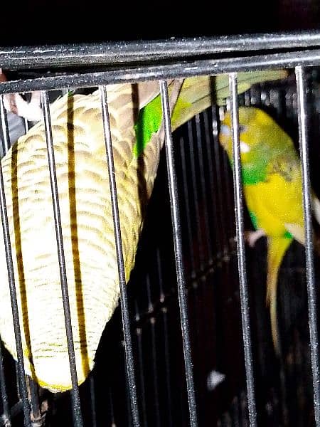 03122198073finches,,bijri and cages for urgantly sale 0