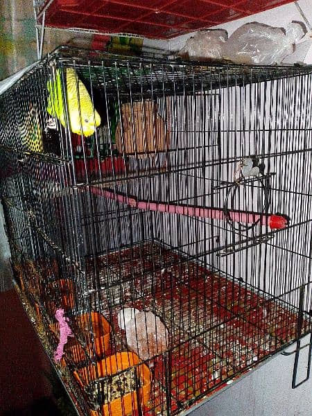 03122198073finches,,bijri and cages for urgantly sale 2