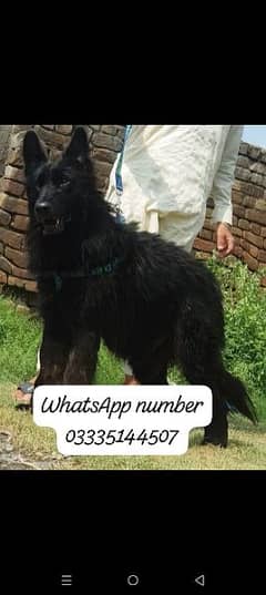 German Shepherd long coat mail 8 month for sale