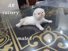 peki kittens available for sale cfa