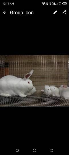 newzeland rabbits + angora rabbits