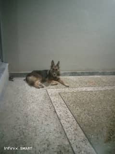 Female German shepherd Black Mask Cheap Rate Urgent Sale Full Trained