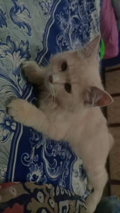 Double Coated littre trained doll face 3 month male Persian cat