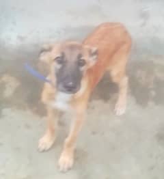 alsaition female dog age 5 month vacation ok