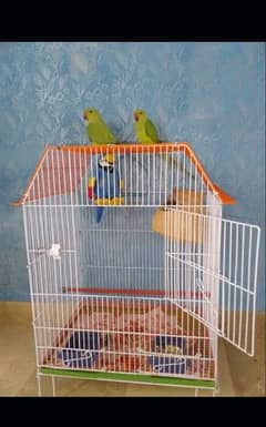 Green Parrots Selling