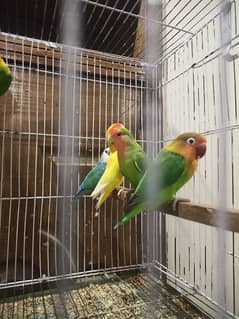 Love Bird For sale Creamino Decino Lutino Green fisher Common lutino