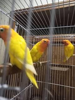 Love Bird For sale Creamino Decino Albino Red Eye Split pale Fellow