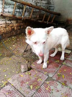 8 month age urgent sale watsap number