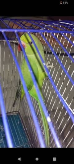 Talking parrot for sale