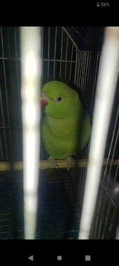 Talking parrot for sale