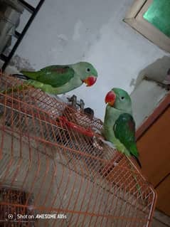 green parrot raw