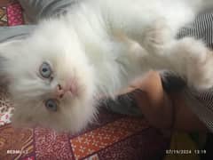 Persian 2 months old (03475099970)