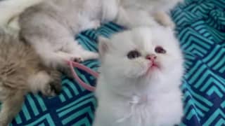 triple coted white kittens available