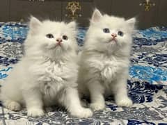 Persian kittens pair triple coat for sale contact whatsap03228726747