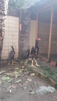 chicks and ring bird shamo trio 2 female one male.