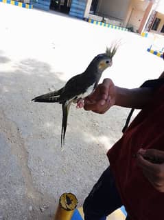 cocktail parrot fully tame hai