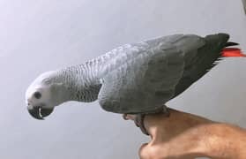 Grey parrot chicks