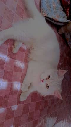 white Triple coat persian kitten for sale