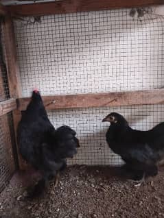 Healthy and best mature bantams.