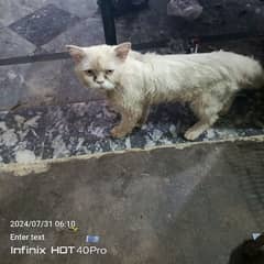 persain male cat for sale
