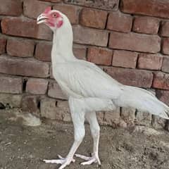 Heera aseel high quality bird long height white nok nali