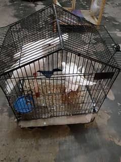 Breeder 2 pair of doves for sale in cheap price