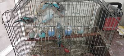 Australian parrot for sale in good price