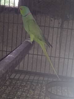 Green ringneck male