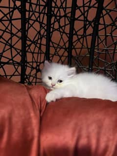 Persian kittens and cats available Whatsapp Number 03257190302