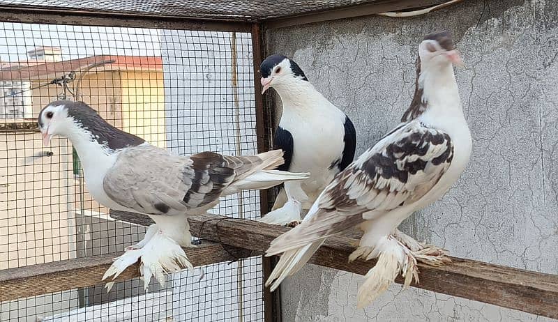 Silver Sherazi,Grey Sherazi, Black N Fawn Sherazi breeders 0